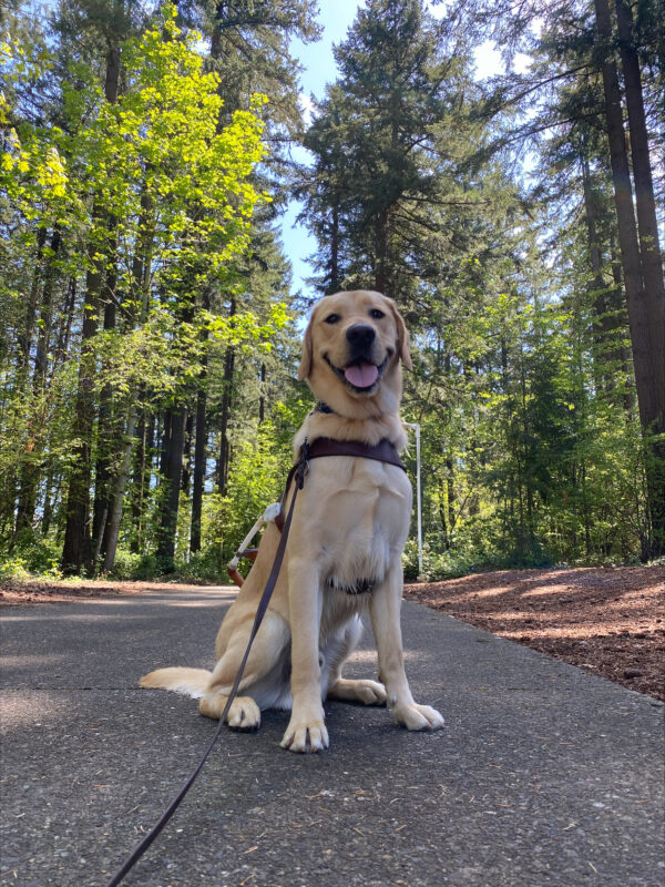 A very handsome yellow lab golden cross, Nimoy, is sitting on a concrete road with tall lush trees spread throughout the background. He is wearing his brown guide dog harness and a very cute smile with his tongue hanging out.