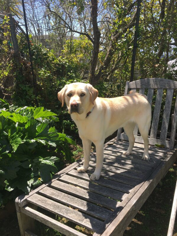 Yellow Lab Gibson stands on a wooden lounge chair in a green, sunny backyard.