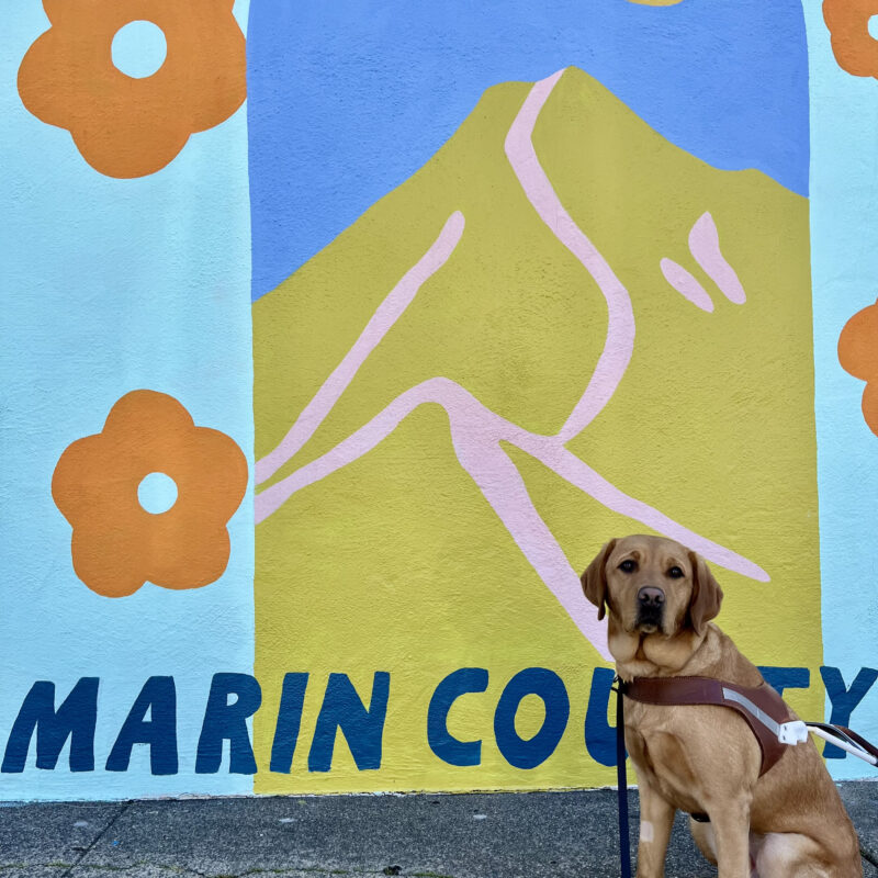 Couscous is sitting in harness. Behind her is a colorful mural of poppies and a mountain. Below the mural are the words Marin County.