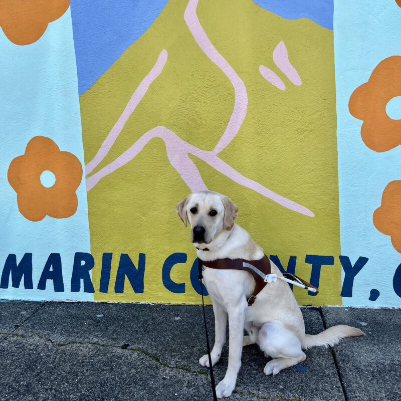 Gruyère is sitting in harness. Behind him is a colorful mural of poppies and a mountain. Below the mural are the words Marin County.
