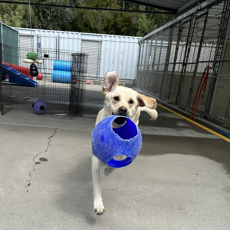 Gruyère is holding a blue jolly ball in his mouth while running in community run. Play structures are seen in the background.
