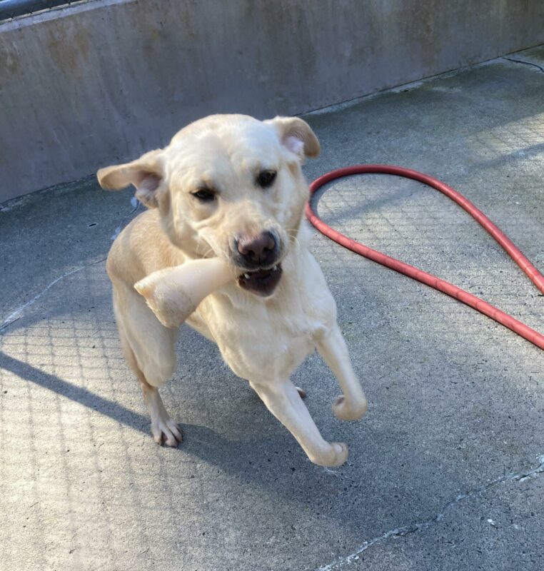 Yellow Lab is shown up on her back paws with a Nylabone in her mouth jumping towards the camera in a fenced in concrete area. .