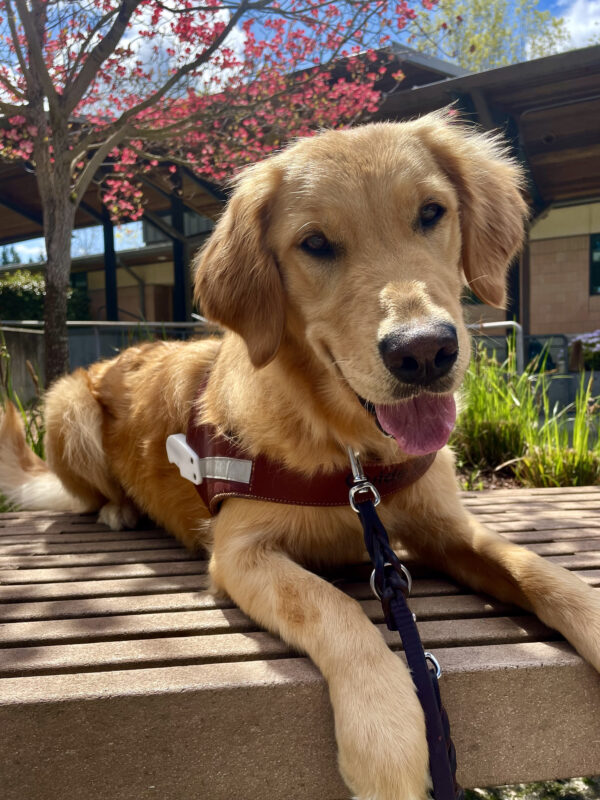 Ari is laying on a bench glistening in the sun in front of a tree with pink blossoms. He has a cute smile on his face and is wearing a leather guide dog harness body.