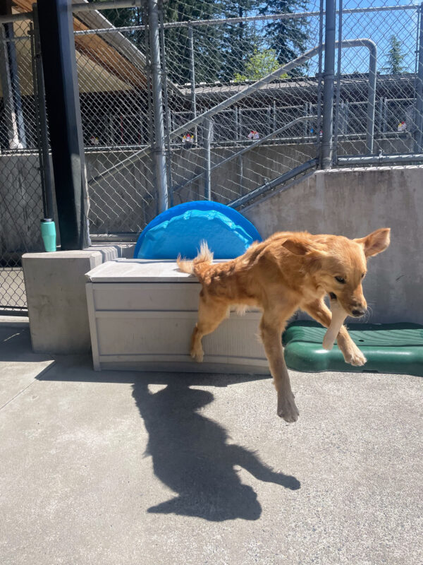 Ari is leaping off a toy box in Community Run. He has a big Nylabone in his mouth and his ears are flapping in the wind.