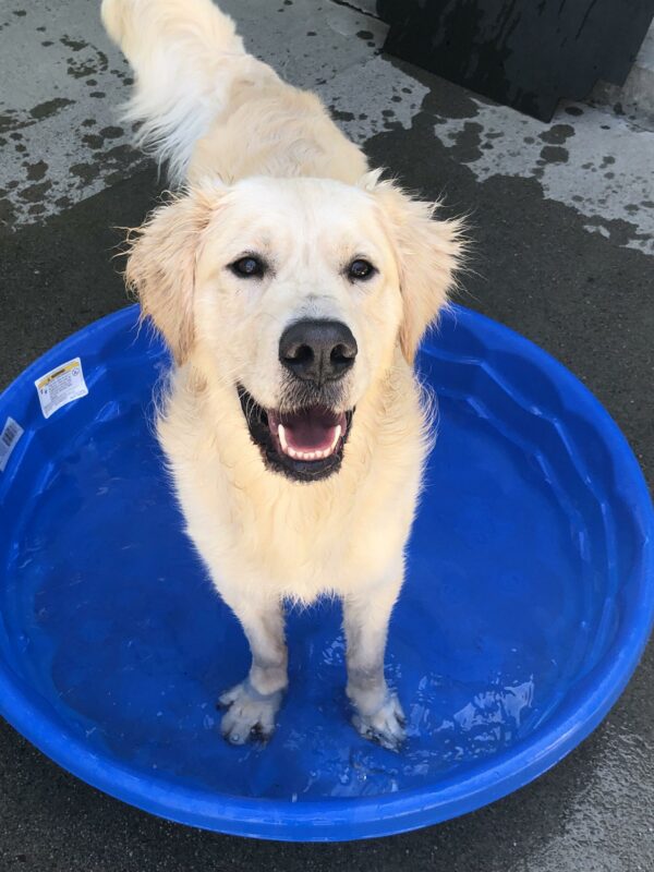 Kudo is pictured standing in a shallow blue pool, enjoying play time in the community run space.