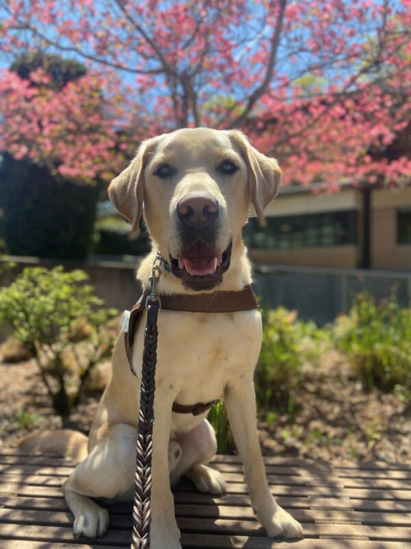 Adam sits on a bench in front of a pink flowering Dogwood tree on the Oregon campus. His mouth is open as he intently stares at the camera.