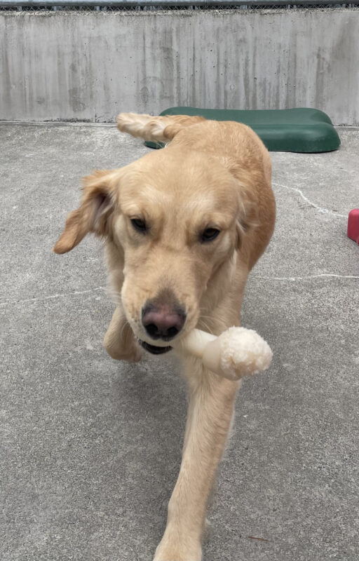 A golden retriever carrying a white nylabone runs towards the camera. In the background there is a green play structure