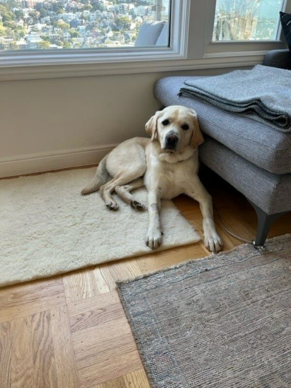 Ambler, a male yellow lab, lays on a fleece rug next to a grey ottoman. He is staring at the camera with his ears perked up. Behind him is a large window with a view of the surrounding hills dotted with houses.
