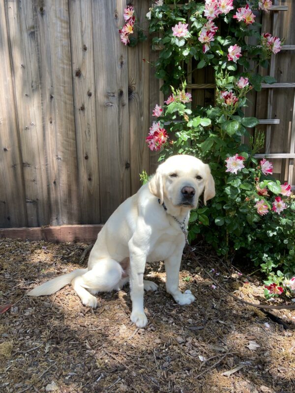 Ambler, a male yellow Lab, sits in front of a trellis covered in red and white striped climbing roses. Ambler is looking at the camera with a gentle expression on his face.