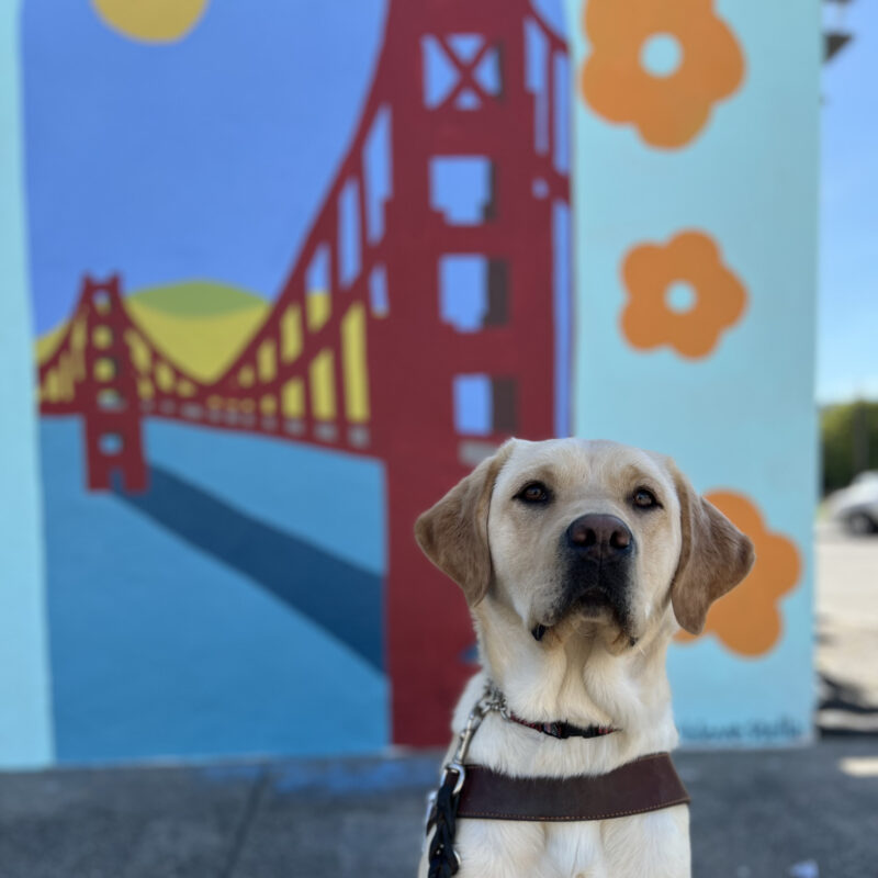Apricot sits in harness looking at the camera. The mural behind her is a painting of the Golden Gate Bridge with flowers surrounding it.