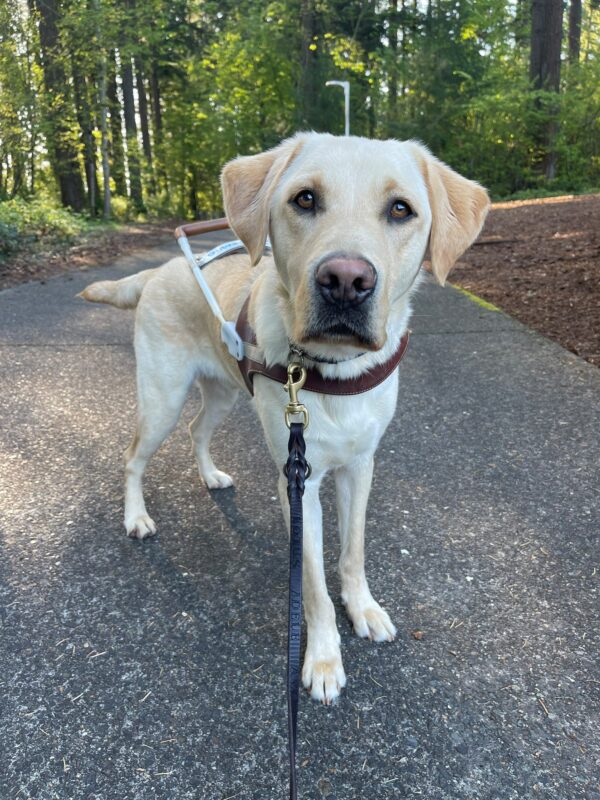Avatar stands in his guide dog harness looking at the camera on a cement pathway in a wooded area. Beautiful green trees can be seen all around him.