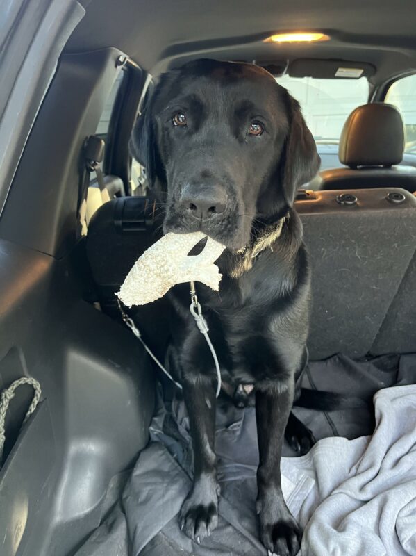 Bexley, sits in the back of a car on tie down, looking into the camera with soft eyes, while holding a white Nylabone in his mouth.