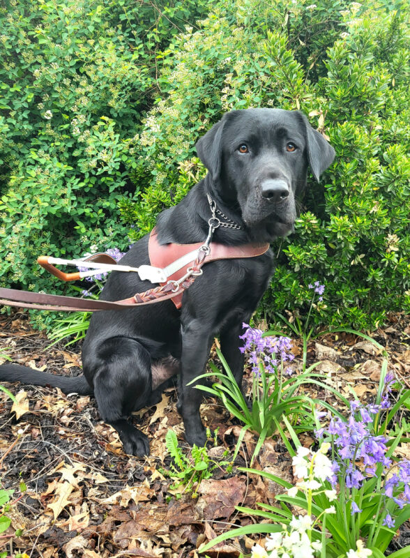 Bexley, a large black lab, sits with his ears perked, looking into the camera while wearing his brown leather harness. He sits next to purple flowers with green foliage in the background.