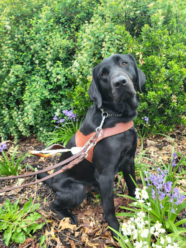 Dax, a black lab, sits with his head tilted, looking into the camera while wile wearing his brown leather harness. He sits next to purple flowers with green foliage in the background.