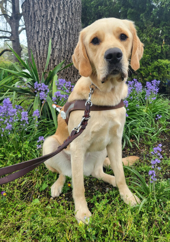 Dempsey, a large golden cross, sits facing the camera with ears perked while wearing his brown leather harness and leather leash. He sits amongst a variety of green foliage, and blue flowers, with a large tree trunk in the background.