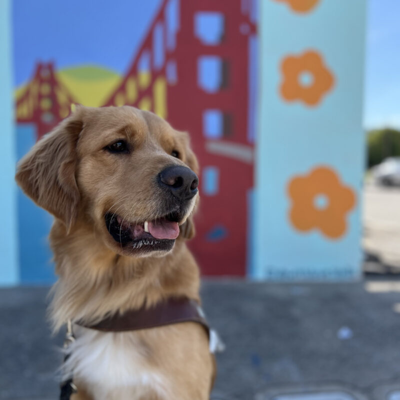 Denver sits in harness looking off in the distance. The mural behind him is a painting of the Golden Gate Bridge with flowers surrounding it.