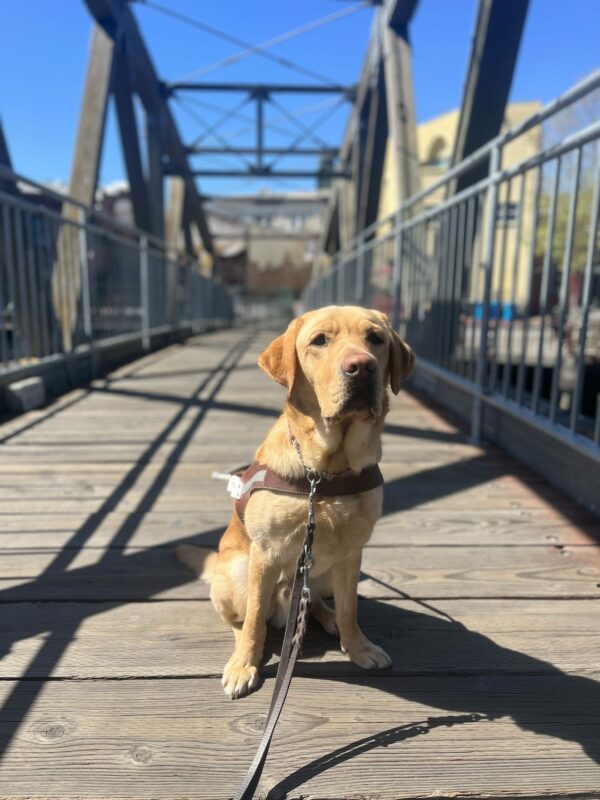 Dojo is sitting in harness on an old wooden bridge above a small river. He is on a long leash and is staring at the camera.