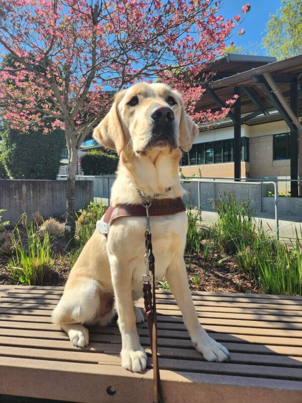 Felton sits, in harness, on a bench on the Oregon Campus. He is looking slightly off to the side of the camera and behind him is a planter of green foliage and a pink-blossomed dogwood tree.