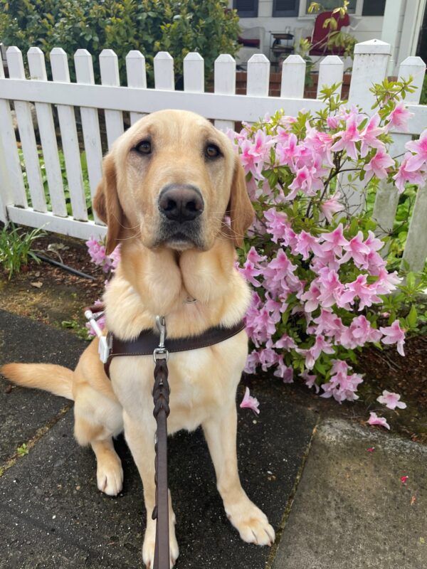 Forsythe is sitting in harness on the sidewalk with pink Peruvian Lillies and a white picket fence in the background. He has an inquisitive expression on his face and is looking up towards the camera.