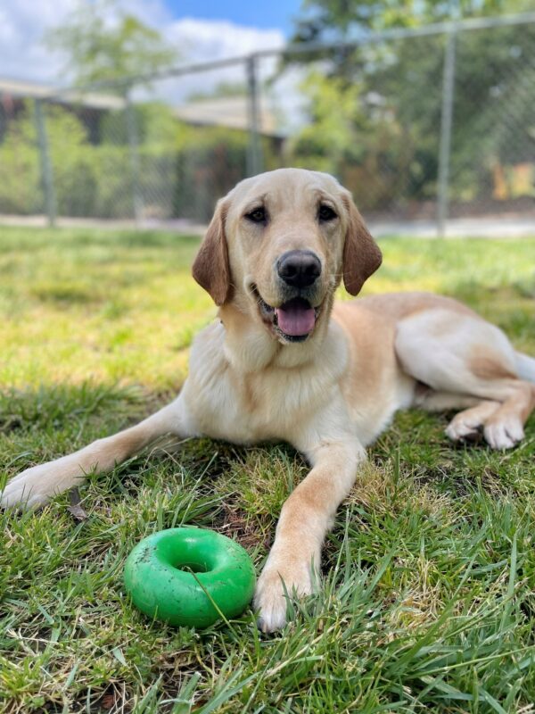 Forsythe is pictured laying down in a fenced in grassy yard. He is looking at the camera, smiling with his tongue out. Between his front legs is a green goughnut toy in the shape of a donut.