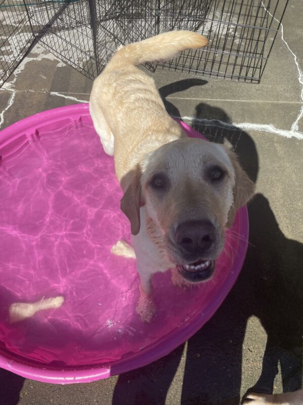 Yellow short haired Labrador/Golden Retriever cross, Foxtrot stands in a pink kiddie pool filled with water. She is looking up at the camera with her mouth slightly open.