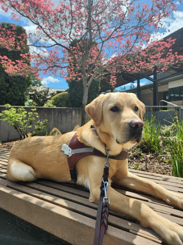 Gabe lies down on a bench in his harness body. Behind him is green foliage and a blossoming dogwood tree with pink flowers.