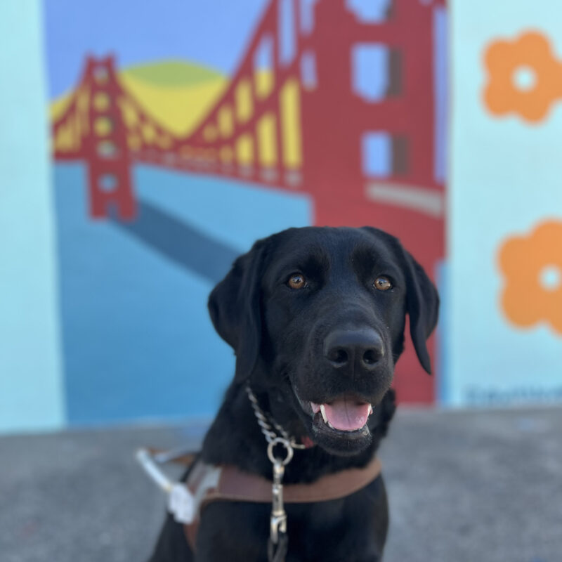 Glitz sits in harness looking at the camera. The mural behind her is a painting of the Golden Gate Bridge with flowers surrounding it.