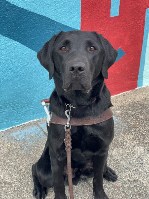 Grizzly is sitting in harness on the sidewalk with a blue and red painted wall of a building behind him. He has a focused expression in his eyes while he's looking slightly upwards to the camera, ears perked.