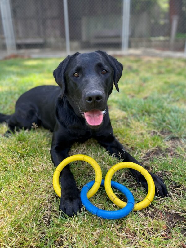 Grizzly is pictured laying down in a fenced in grassy yard. He is looking at the camera, smiling with his tongue out. Between his front legs is a yellow and blue, 3-ring tug toy. Grizzly has one of his legs placed through one of the yellow rings.