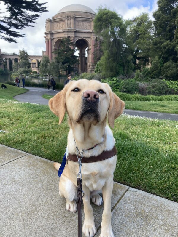 Grateful, a female Yellow Labrador Retriever, sits in harness in front of the Palace of Fine Arts. Th background includes lush green grass and a pond. Grateful is leaning towards the camera.