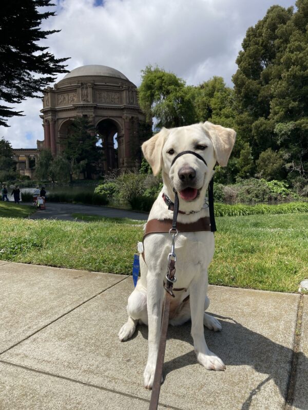 Versailles, a female Yellow Labrador Retriever, sits facing the camera in harness and gentle leader. Versailles mouth is open with her tongue out. The Palace of Fine Arts and lush greenery are in the background.