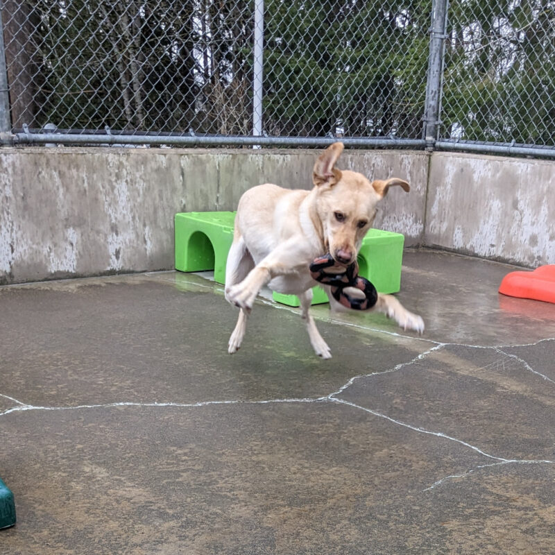 A yellow lab is jumping around with his Goughnut tug ring in his mouth. All of his feet are off the ground, and his ears are flipped up, there are various colors of play structures behind him..