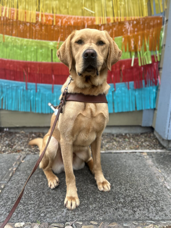 Yellow lab Lucian is seated in front of a wall of brightly colored streamers. He is wearing a guide dog harness and looking at the camera.
