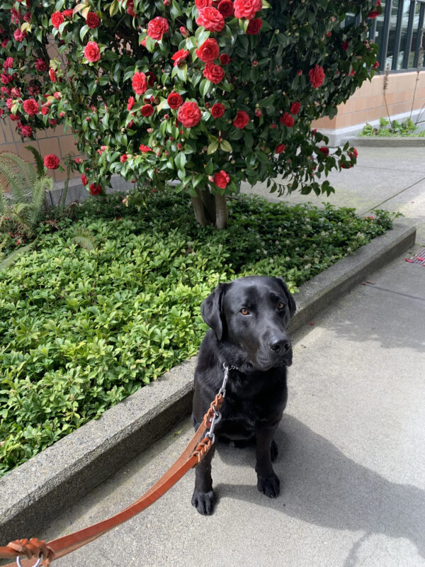 Abbott looks directly to the camera as his sits on leash in front of a flowering Camellia bush.