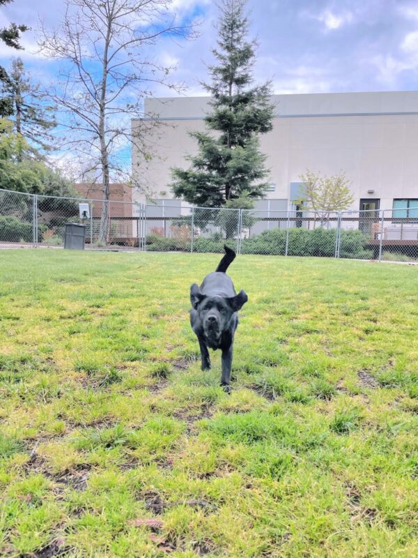 Jade, a female black lab, is caught mid-leap while playing in a fully enclosed grass paddock. A cloudy blue sky, various green trees and shrubs and a white building line the background.