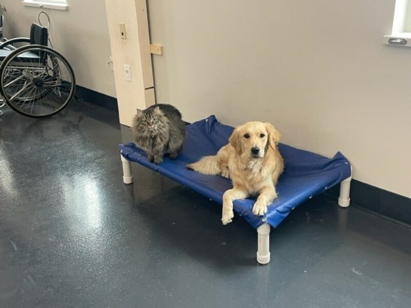 Golden retriever cross Katana on a blue raised dog bed, sharing it with a big fluffy gray cat.