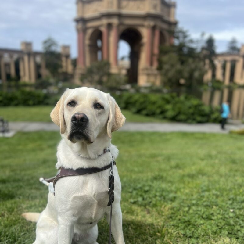Keeper is wearing her harness and sitting on grass in front of the Palace of Fine Arts in San Francisco. She is gazing at the camera with a serious look on her face.