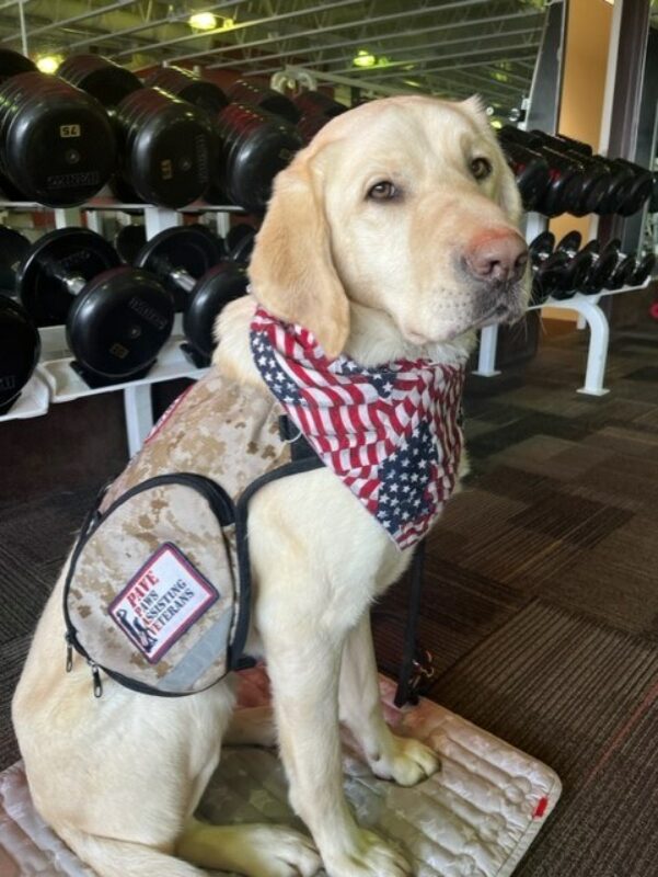 Kilby wearing his tan service dog vest and an American flag bandana. He's in a gym, sitting in front of a weights set.