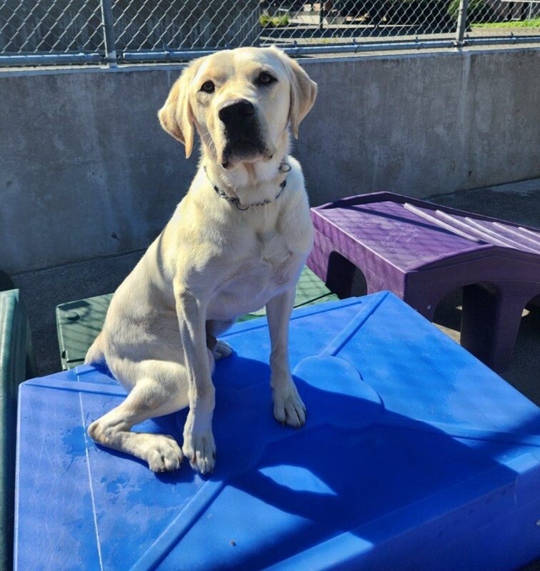 After running around with his favorite Jollyball, Kingsley briefly stopped to pose for a picture. Kingsley sits, facing the camera, on blue playground equipment in Community Run.