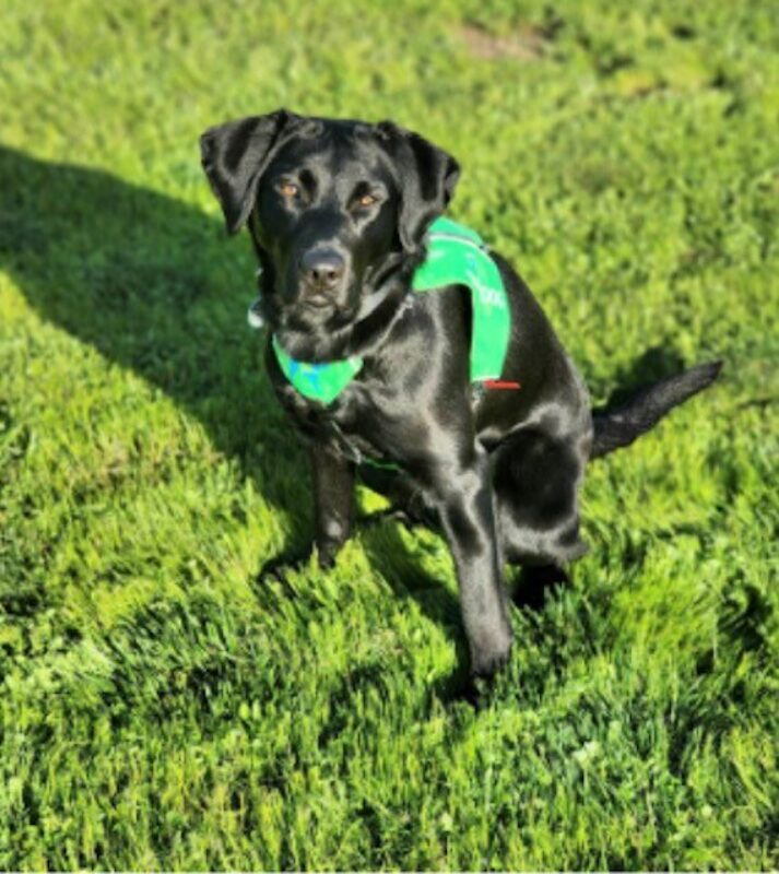 Black Lab Manana sitting in grass wearing her green hearing dog vest.