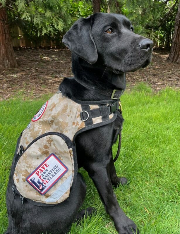 Black Lab McGee wearing his tan service dog vest from PAVE. Looking quite dapper.