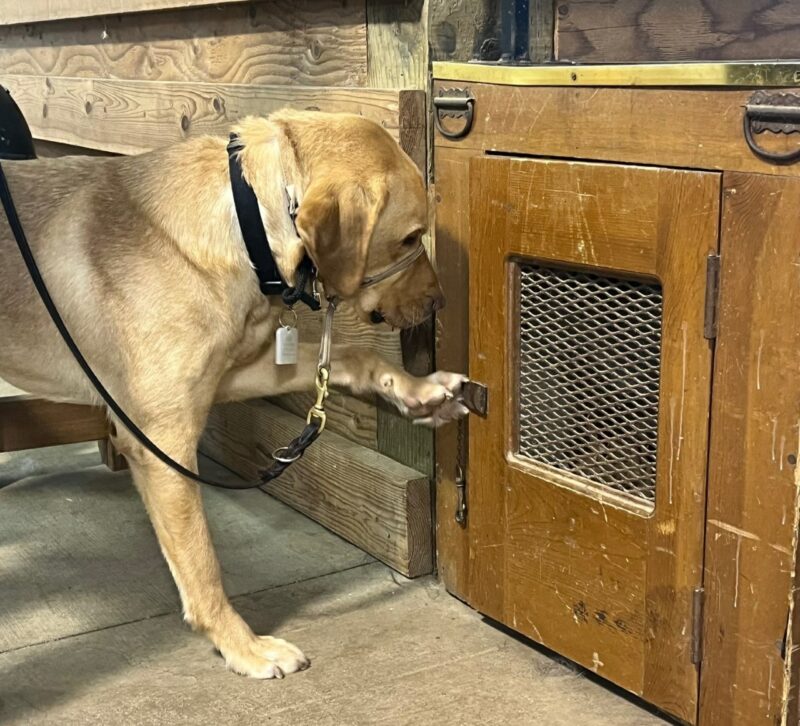 Yellow Lab Meerkat wearing a tan gentle leader, pawing at a box that contains odor for his scentwork training.