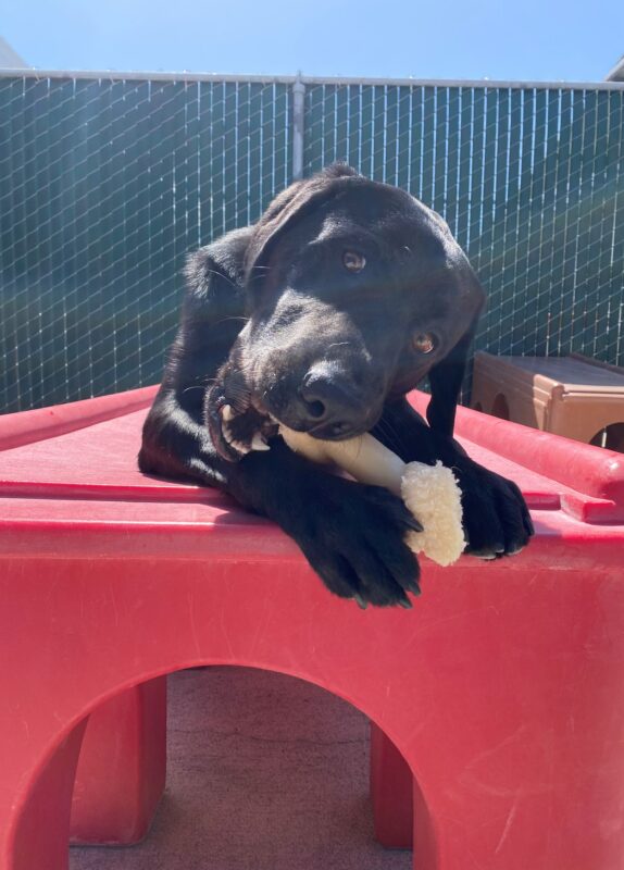 Morocco a black lab laying down on a red play structure chewing on a Nylabone.