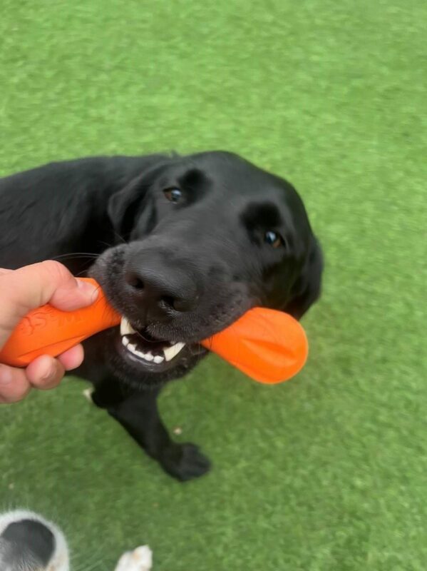 Black Lab Naylor enjoys tugging with an orange toy in a trainer's hand.