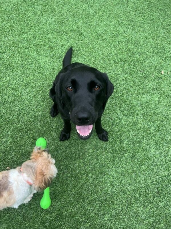 Black Lab Naylor sits on the green grass looking up at the camera while a small tan and white dog frolics next to him.