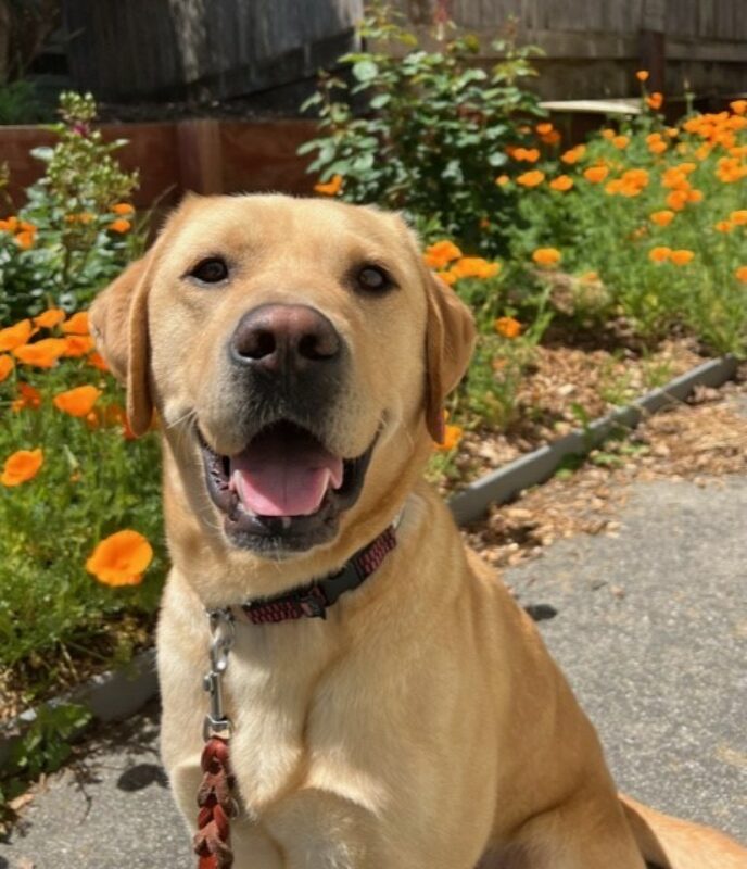 A male yellow Labrador Retriever sits outside in the backyard and stares directly at the camera. His mouth is open in a relaxed smile and lots of orange California poppy flowers are in the background.