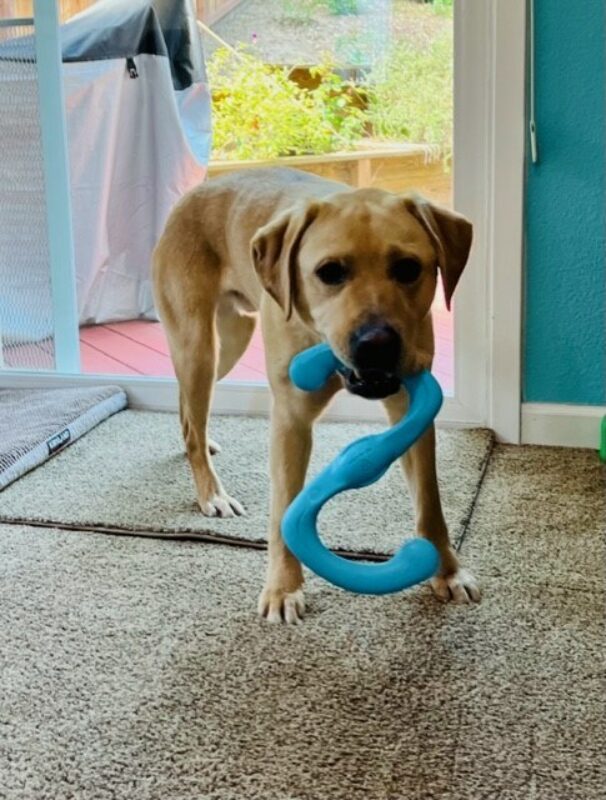 A male yellow Labrador Retriever playfully holds a blue, S shaped Zumi dog toy in his mouth and looks directly at the camera.