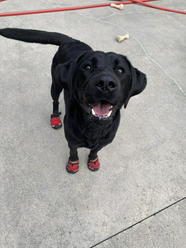 An adorable petite female black lab, Ocean, is standing proudly with red booties on all four feet. Her tail is wagging and she is smiling with her mouth open. She is off leash in community run.