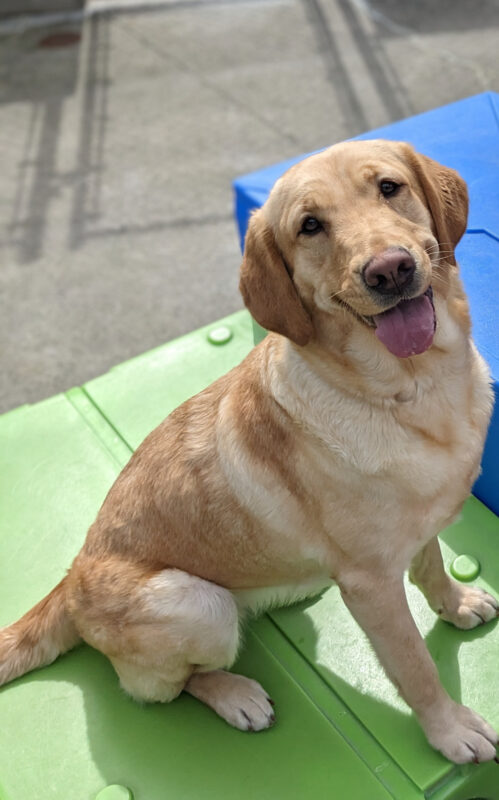 A Golden/Lab X Sits on a green play structure. It's sunny out and she has her tongue out. The corner of a blue plastic play structure is off to the side.