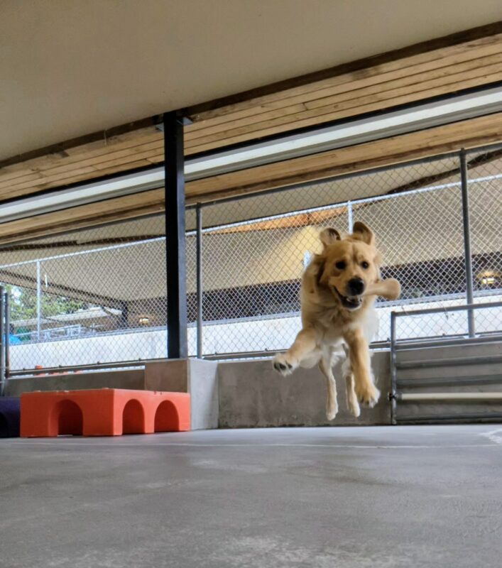A long haired Golden Cross is midleap with a bone in his mouth, his ears flipped up, and all 4 paws off the ground. He is coming towards the camera and a red play structure can be seen behind him